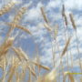 Государство закупит у фермеров 2 млн. тонн пшеницы