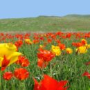 Где впервые в Казахстане возродили Наурыз мейрамы