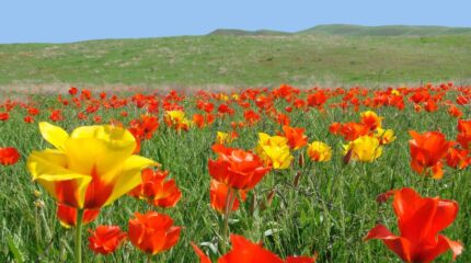 Где впервые в Казахстане возродили Наурыз мейрамы