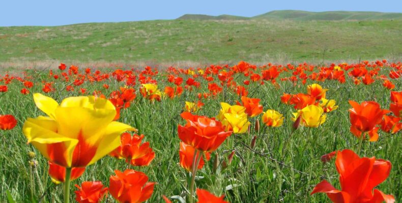 Где впервые в Казахстане возродили Наурыз мейрамы