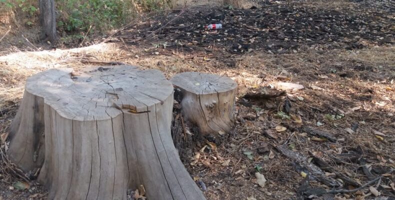 Вырубки деревьев: чем дышать будем, господа дровосеки?