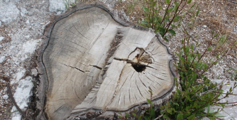 Вырубки деревьев: чем дышать будем, господа дровосеки?