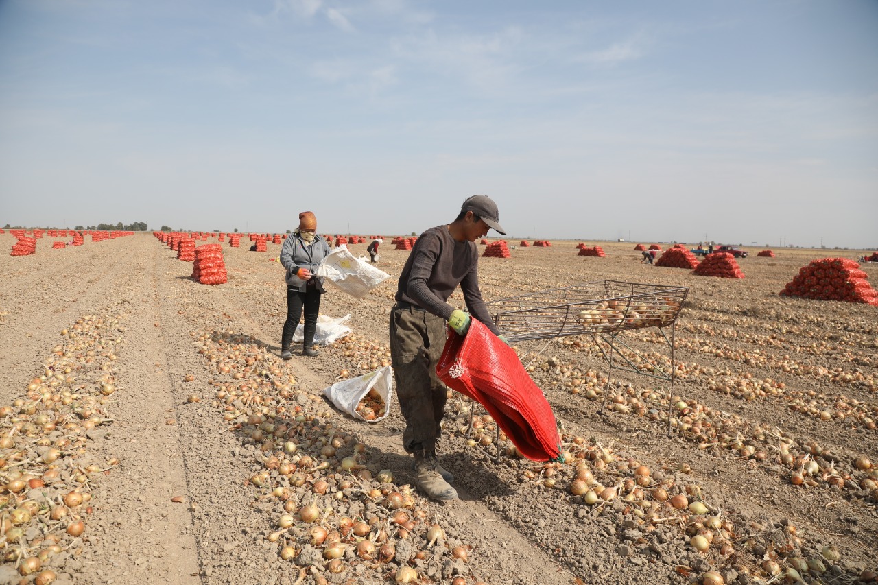 75 процентов урожая казахстанского репчатого лука дает Жамбылская область