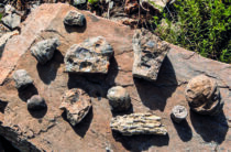 Артефакты под ногами – долина брахиоподов в Жамбылской области