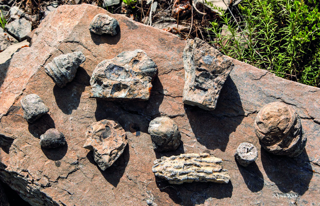 Артефакты под ногами – долина брахиоподов в Жамбылской области