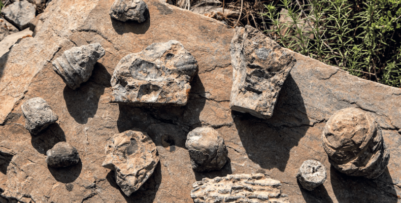 Артефакты под ногами – долина брахиоподов в Жамбылской области