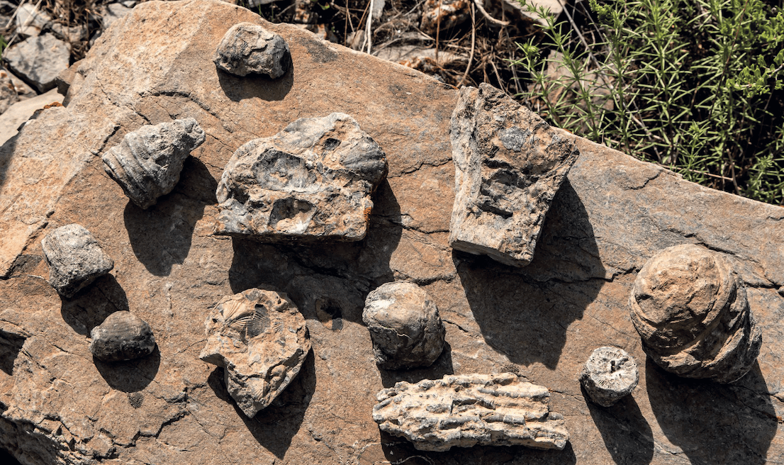 Артефакты под ногами – долина брахиоподов в Жамбылской области