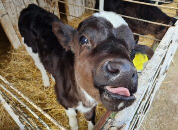 Жамбылский район: новые квартиры, музей, цифровизированная ферма