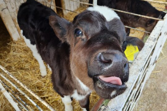 Жамбылский район: новые квартиры, музей, цифровизированная ферма