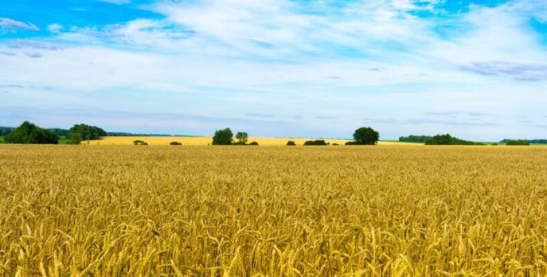 Объем сельхозпродукции растет в Жамбылской области благодаря господдержке