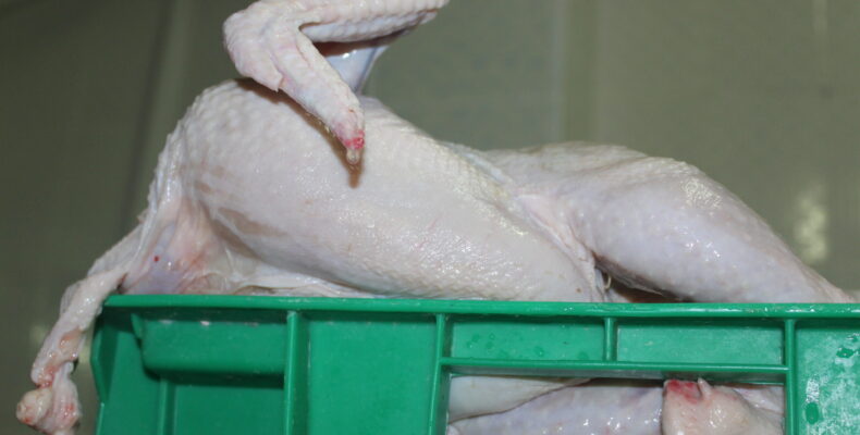 «АСА АГРО»: жамбылцев завалят куриным мясом