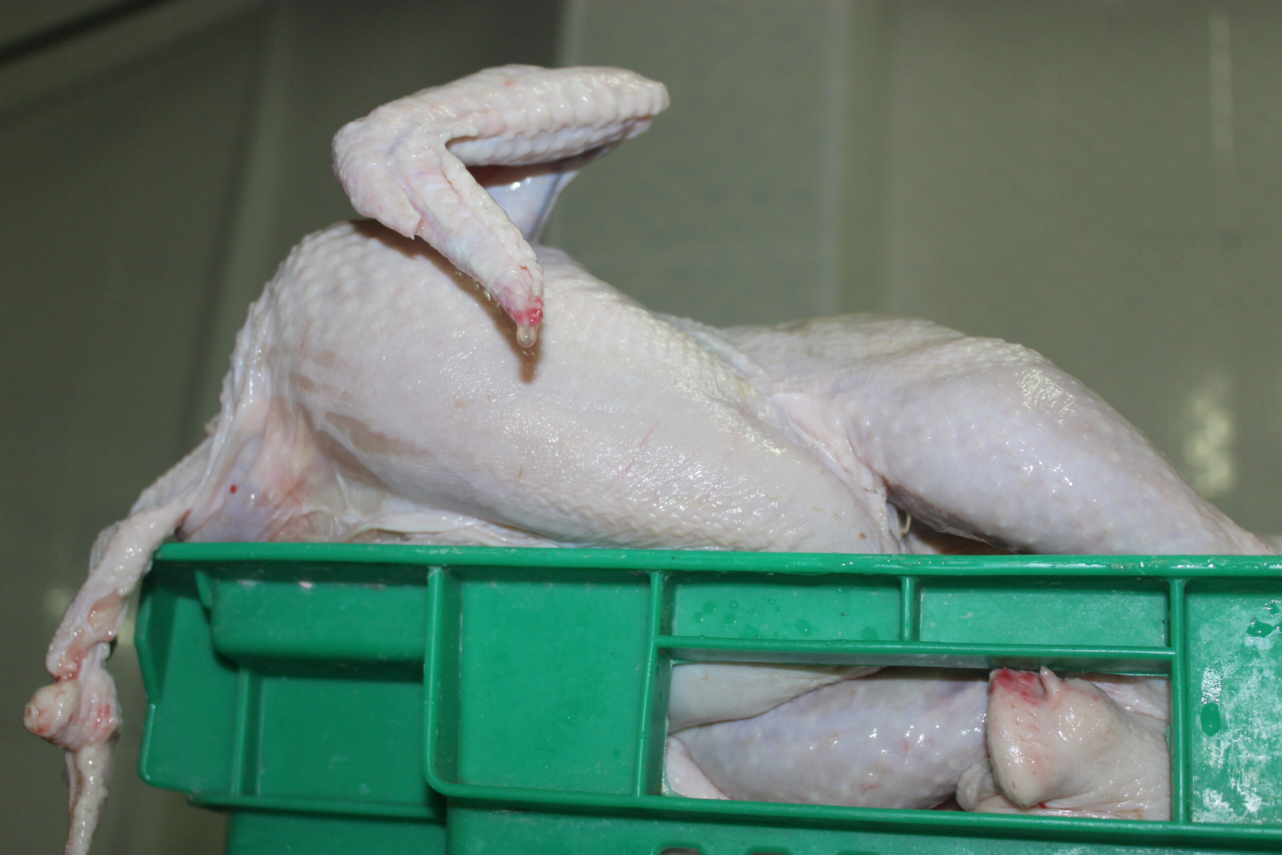 «АСА АГРО»: жамбылцев завалят куриным мясом