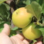 «ALTYN ALMA»: 50 гектаров фруктового рая