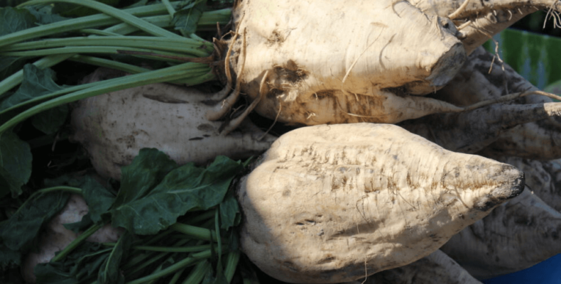 Объединиться в ассоциацию и построить свой сахарный мини-завод посоветовал свекловодам Бердибек Сапарбаев