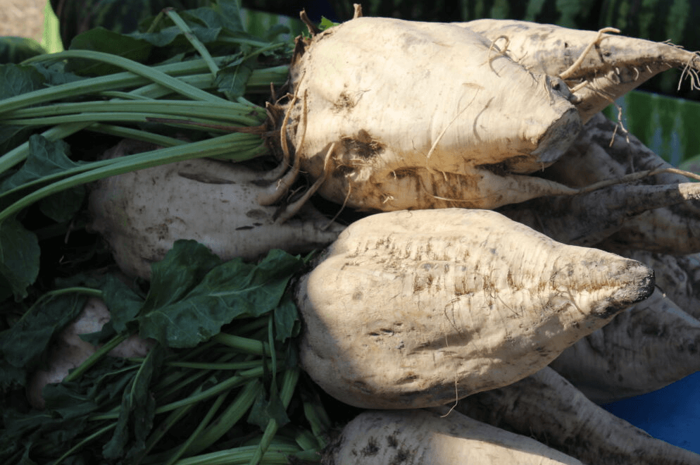 Объединиться в ассоциацию и построить свой сахарный мини-завод посоветовал свекловодам Бердибек Сапарбаев