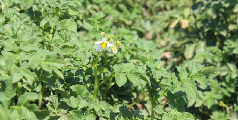 Водосбережение, несмотря на засуху, позволило жамбылским крестьянам вырастить хороший урожай картофеля
