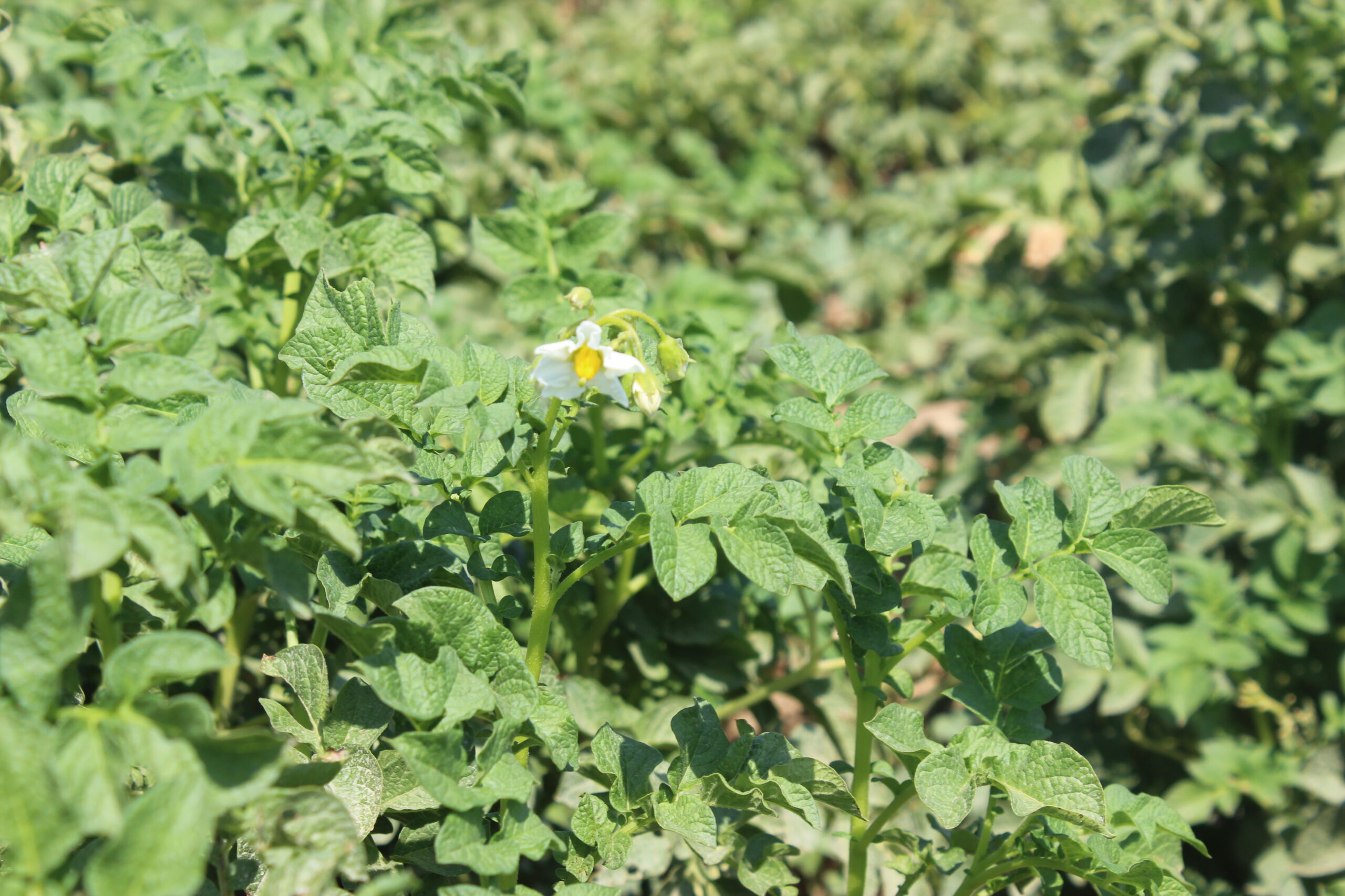 Водосбережение, несмотря на засуху, позволило жамбылским крестьянам вырастить хороший урожай картофеля
