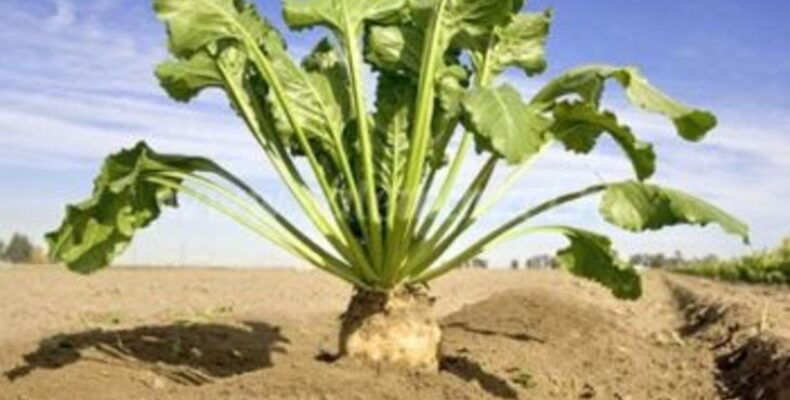 Су үнемдеу жамбылдық шаруаларға құрғақшылыққа қарамастан картоптан жақсы өнім алуға мүмкіндік берді