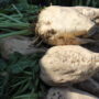 190,6 тыс. тонн сладкого корня сдали на переработку свекловоды Жамбылской области