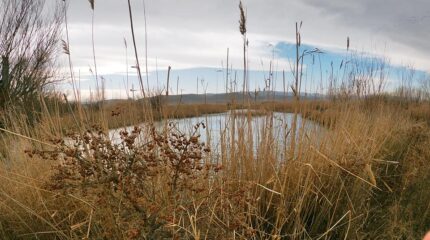 Сколько родников в Казахстане и для чего они могут пригодиться