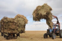 Сверх нормы заготовили корма на зиму животноводы Сарысу Жамбылской области