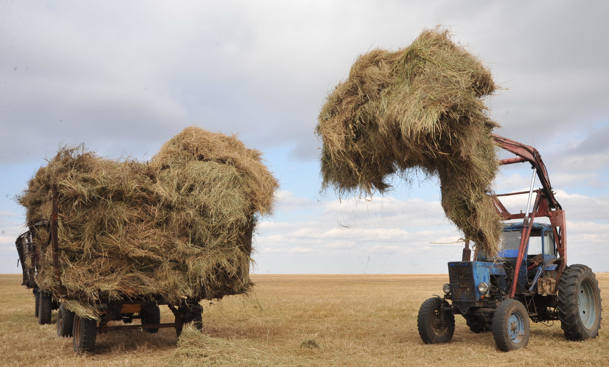 Сверх нормы заготовили корма на зиму животноводы Сарысу Жамбылской области