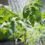 Нехватку поливной воды прогнозируют жамбылским аграриям в этом году
