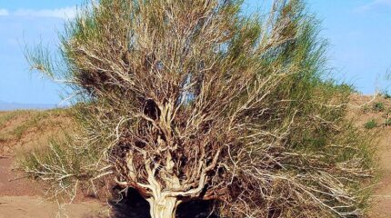 Экономическая выгода не должна перевешивать экологическую устойчивость