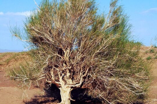 Экономическая выгода не должна перевешивать экологическую устойчивость