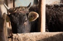 Жамбылские полицейские раскрыли кражу крупного рогатого скота на сумму в 1 млн тенге