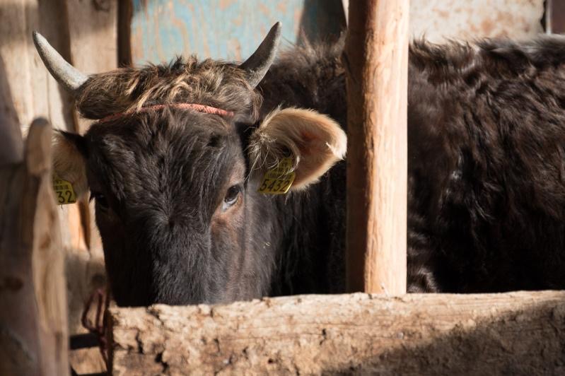 Жамбылские полицейские раскрыли кражу крупного рогатого скота на сумму в 1 млн тенге
