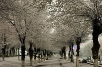 Сюрпризы погоды – зимняя весна в Таразе