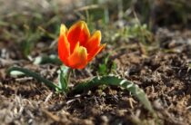 В горах Жамбылской области зацвели первые тюльпаны