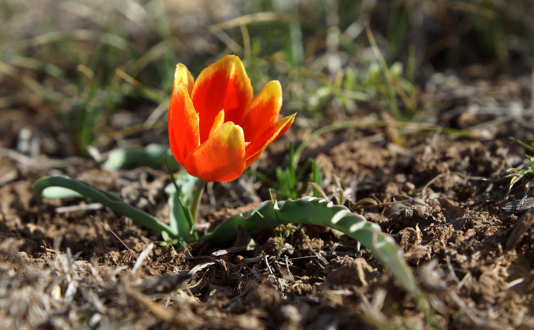 В горах Жамбылской области зацвели первые тюльпаны