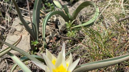 Погодные контрасты – какими будут в Жамбылской области весна и лето