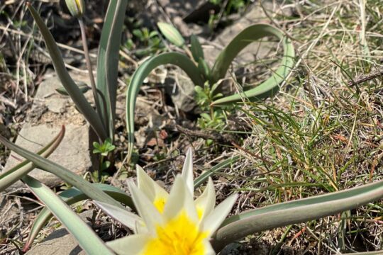 Погодные контрасты – какими будут в Жамбылской области весна и лето