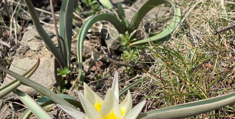 Погодные контрасты – какими будут в Жамбылской области весна и лето