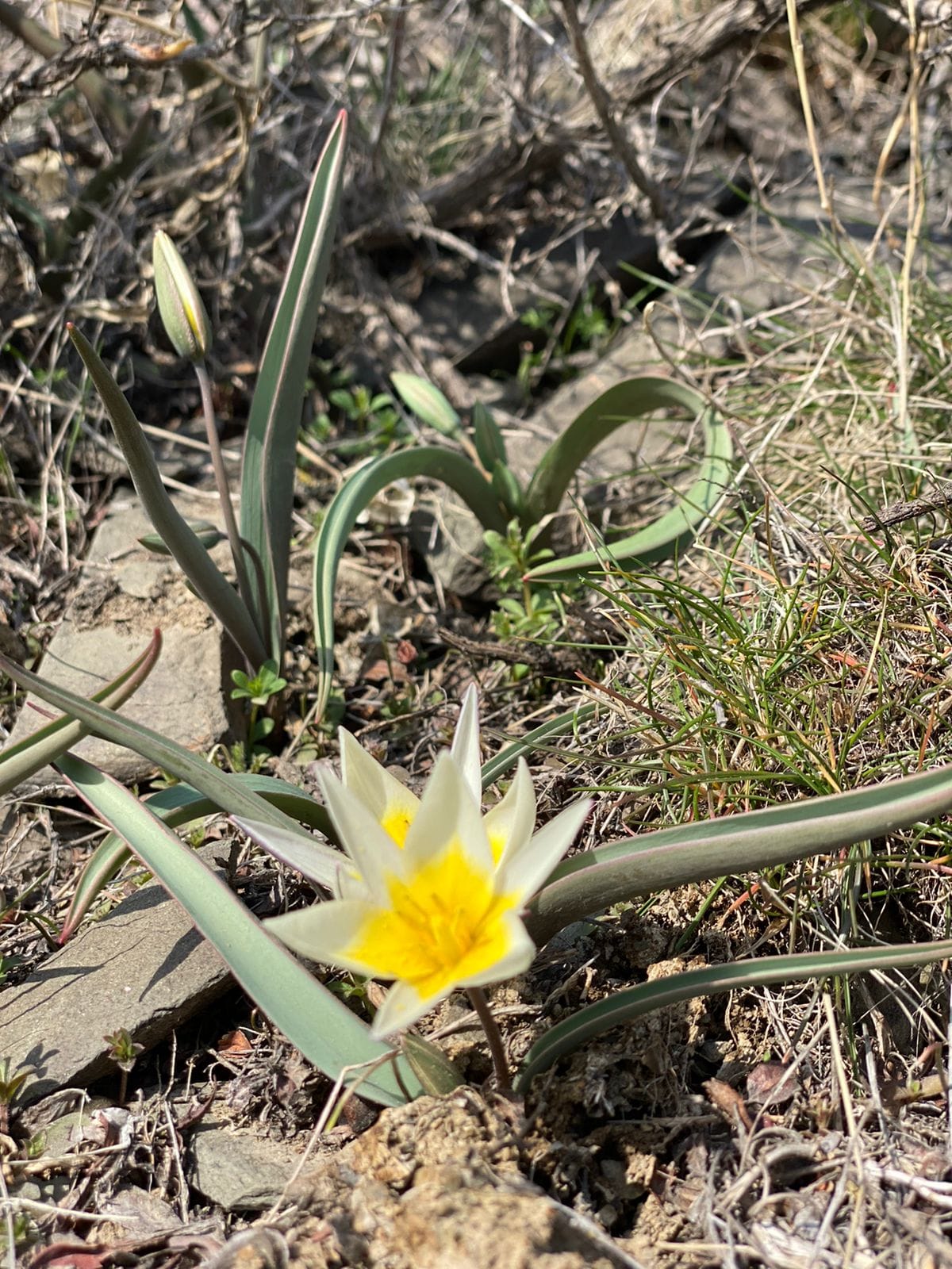 Погодные контрасты – какими будут в Жамбылской области весна и лето