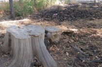 Незаконные вырубки деревьев продолжаются в Жамбылской области