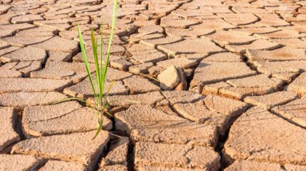 8,7 тыс. га посевных площадей в Жамбылской области непригодны из-за засухи
