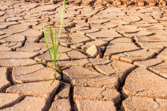 8,7 тыс. га посевных площадей в Жамбылской области непригодны из-за засухи