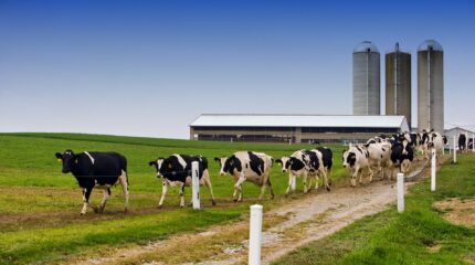 Молочную ферму на 1,8 млрд тенге построят в Жамбылской области