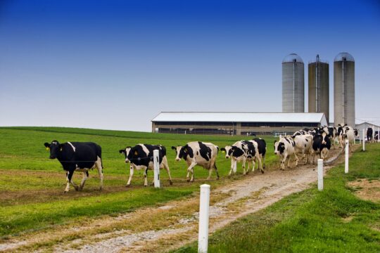 Молочную ферму на 1,8 млрд тенге построят в Жамбылской области
