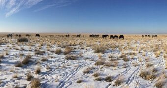 Трое суток без еды и воды – приключения жамбылского пастуха