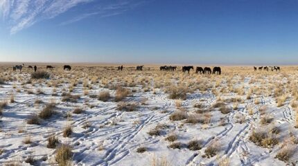 Трое суток без еды и воды – приключения жамбылского пастуха