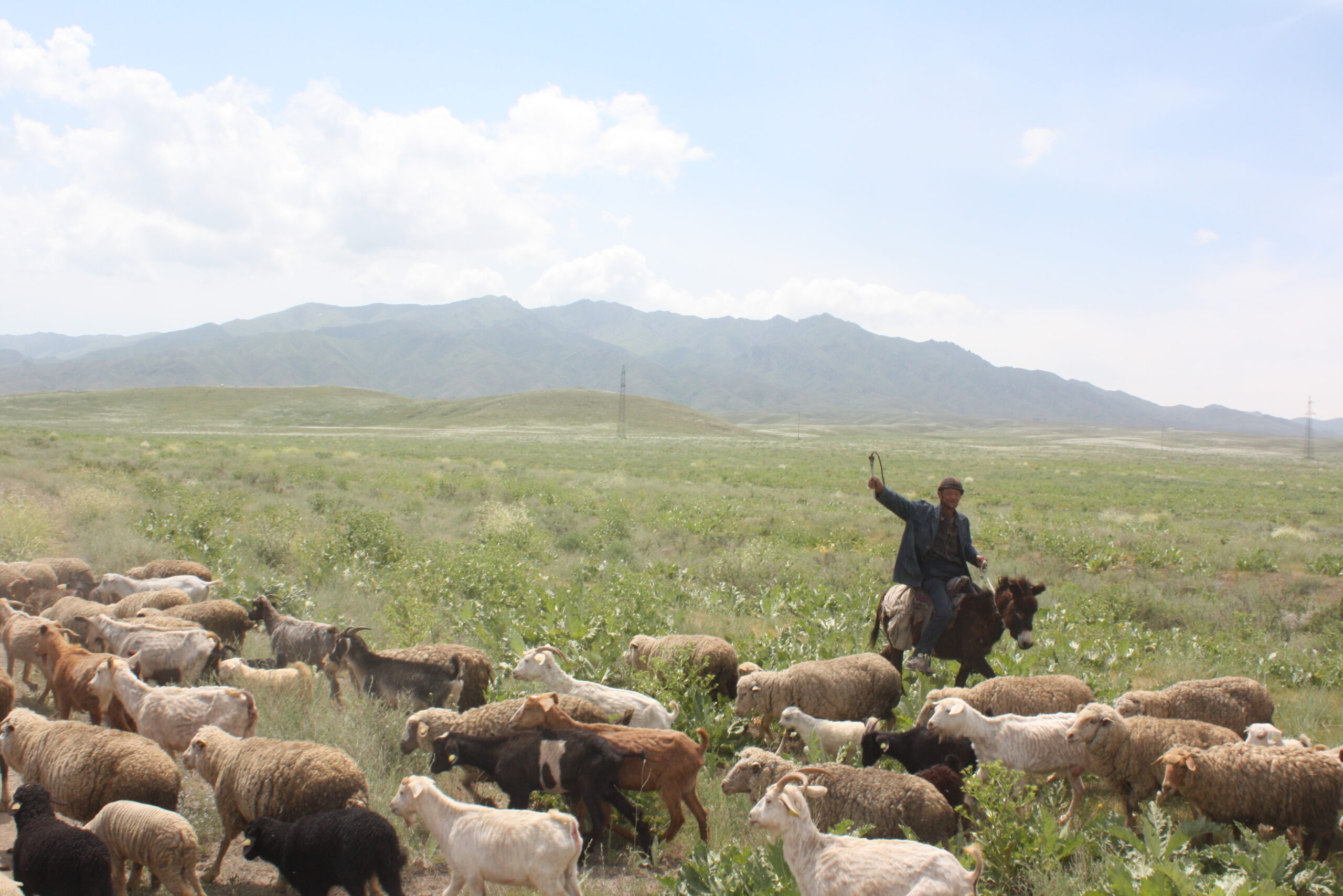 Новые породы овец выводят жамбылские аграрии