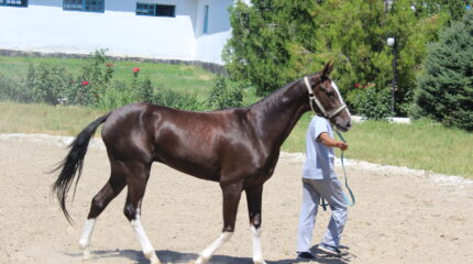 Луговской конезавод — родина легендарного жеребца Абсента