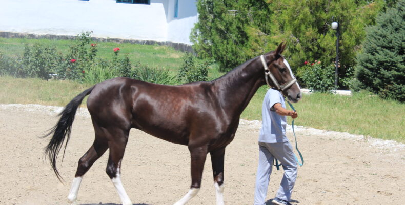 Луговской конезавод — родина легендарного жеребца Абсента