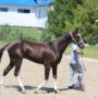 Луговской конезавод — родина легендарного жеребца Абсента
