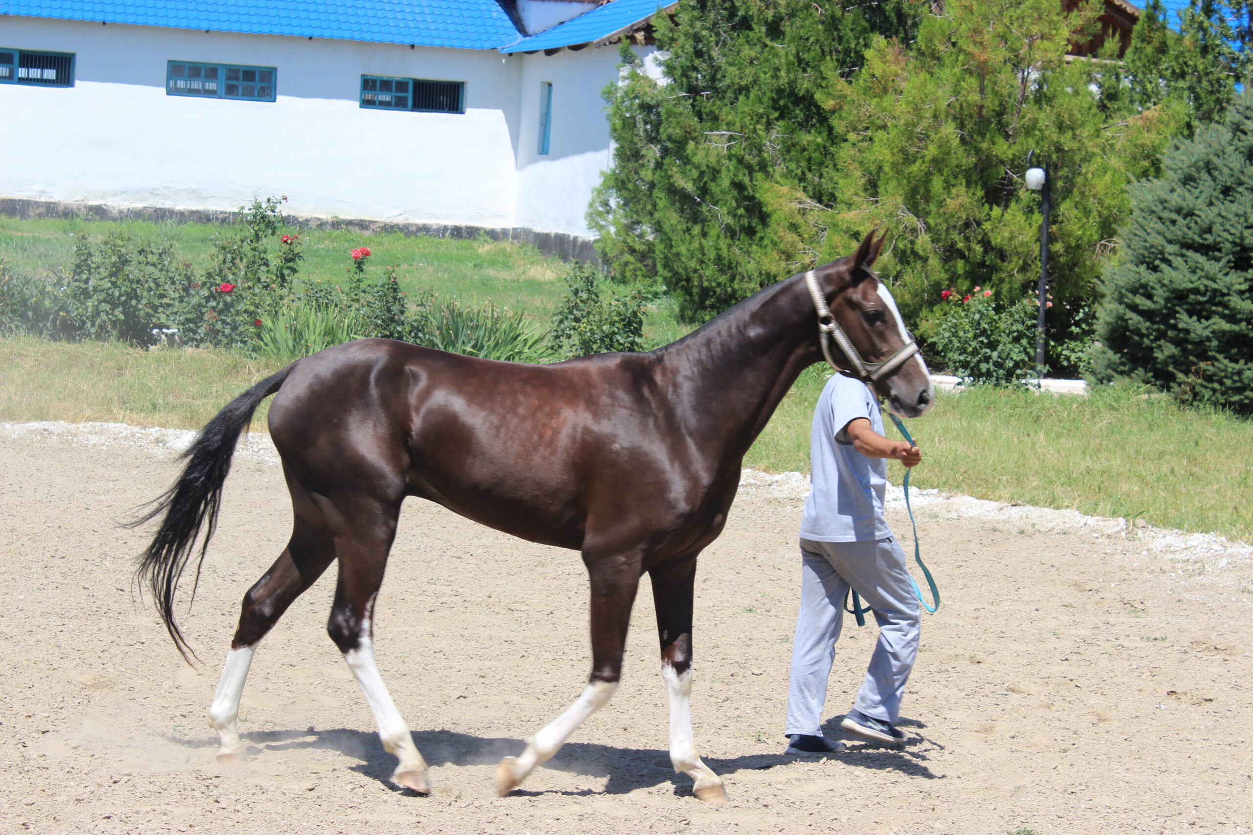 Луговской конезавод — родина легендарного жеребца Абсента